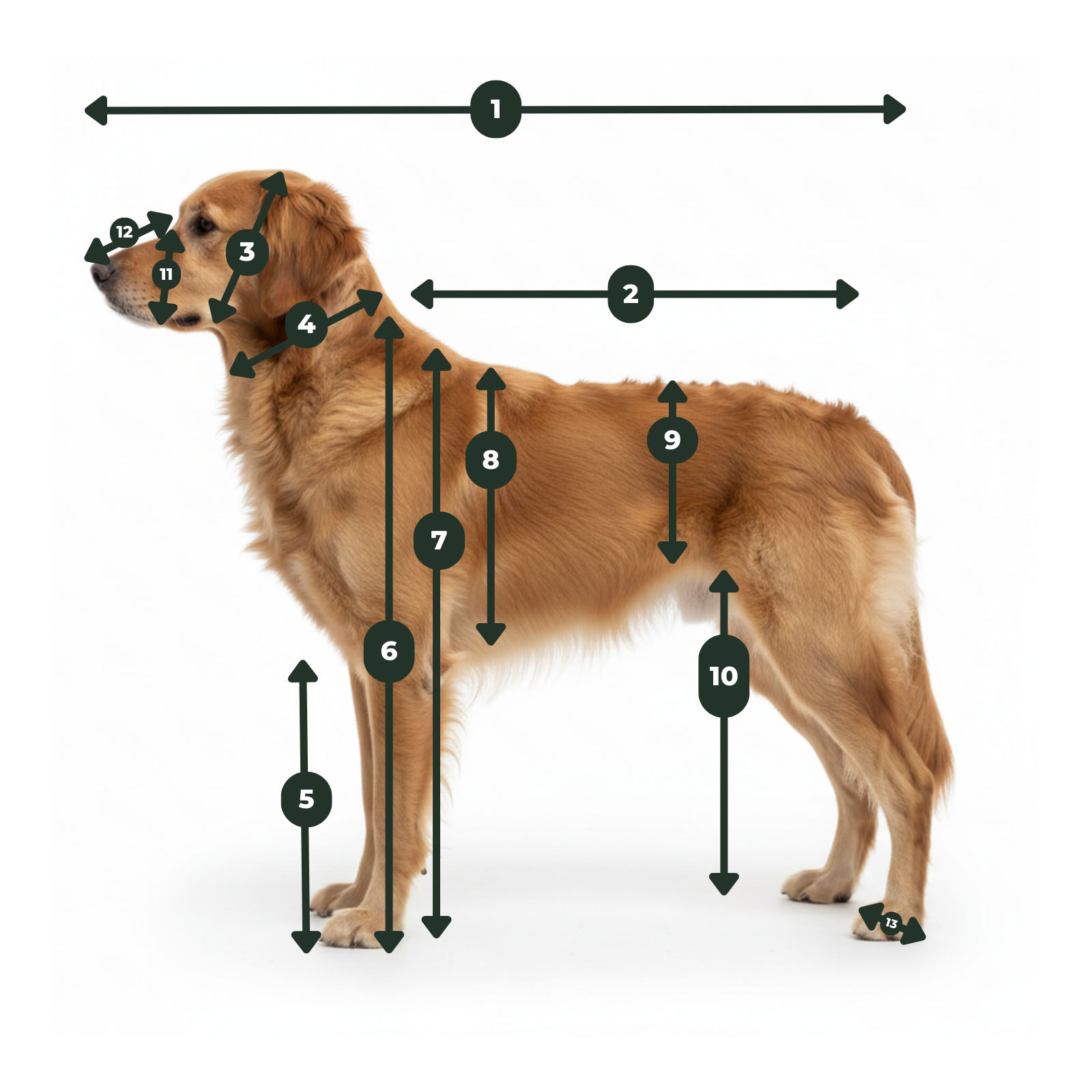 Übersicht der Messpunkte beim Hund