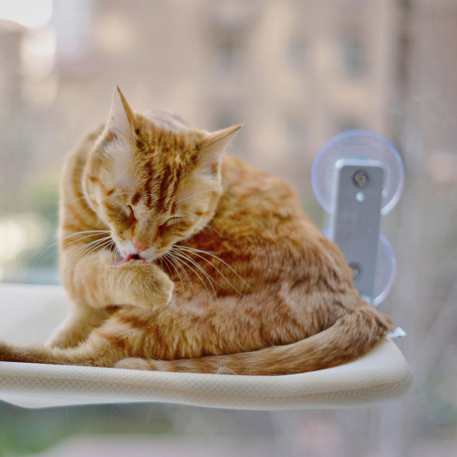 Katze auf Fensterliege