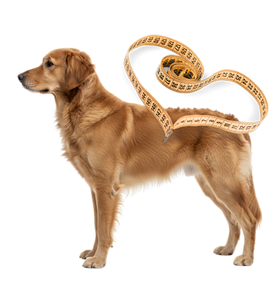 Hund richtig messen Größen Guide