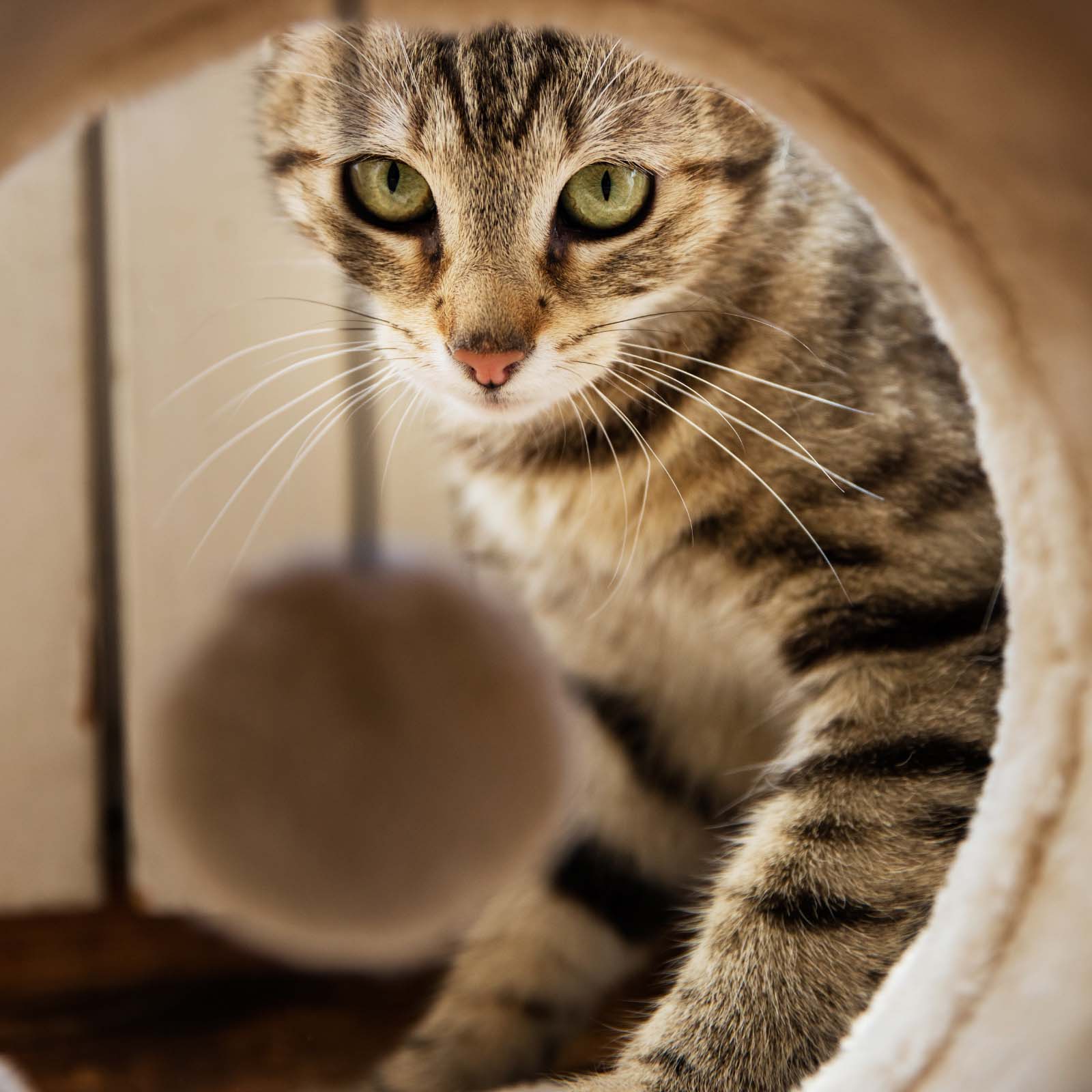 Katze in einer Katzenhöhle