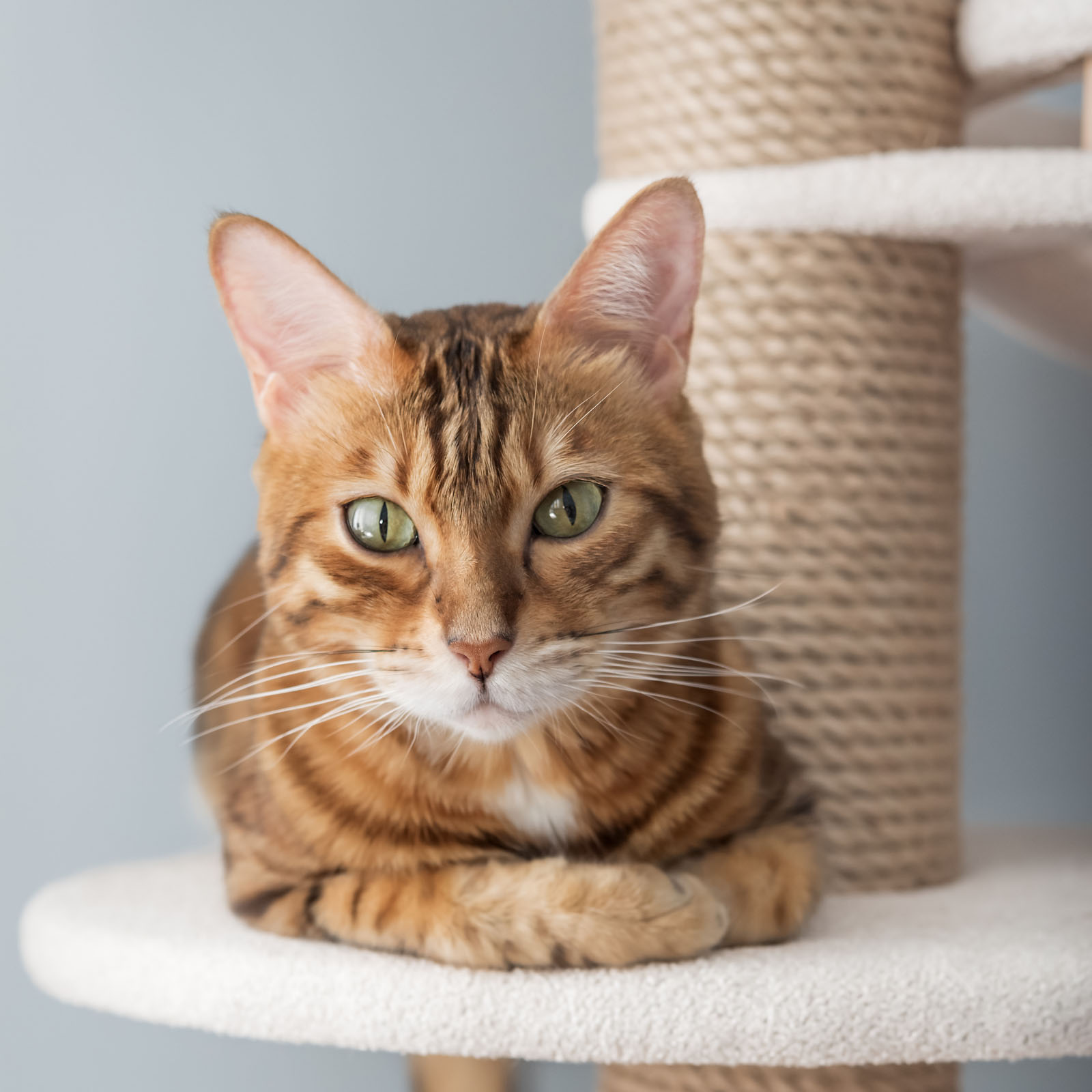 Katze auf Kratzbaum Schlafplatz
