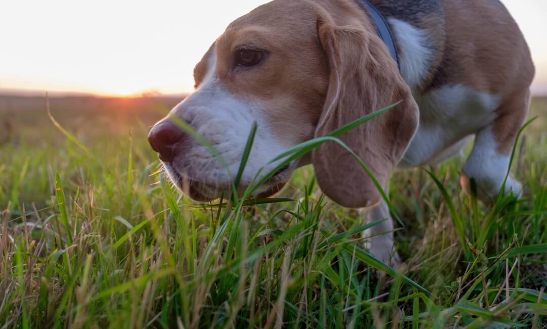 hundfrisstgras_blog1.jpg