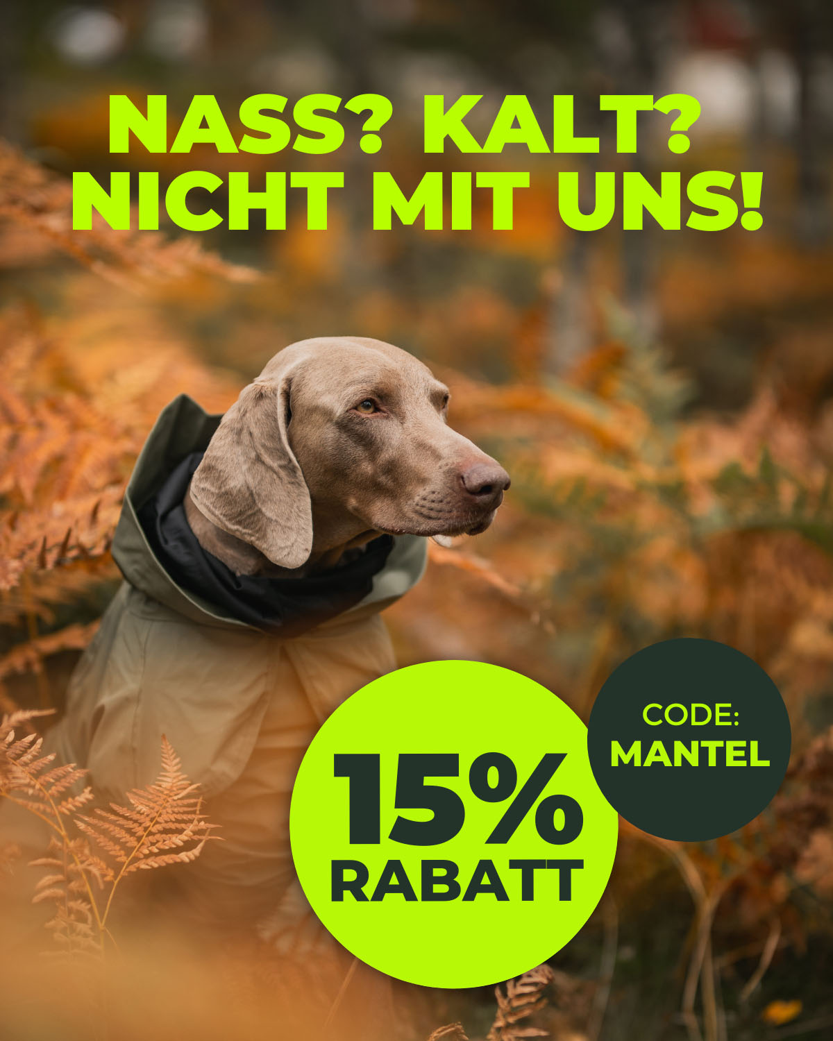 Hundebekleidung Aktion