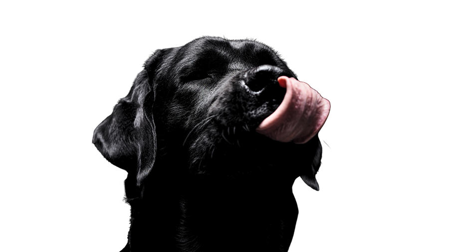 Blackweek für Hunde