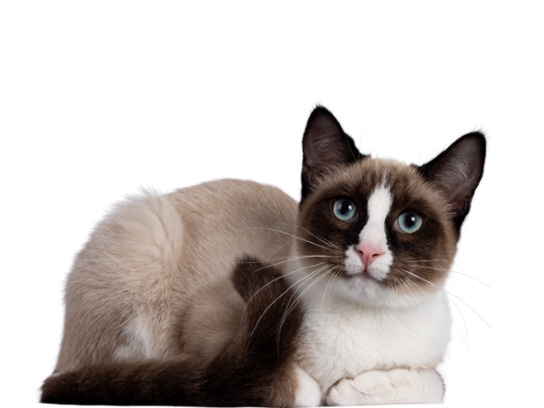 Alles für deine Katze