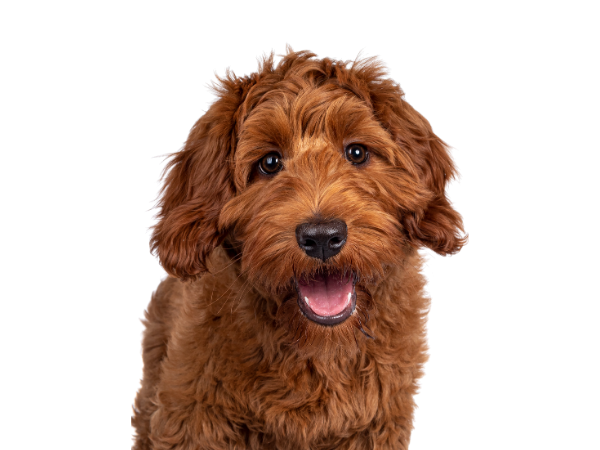 Alles für Deinen Hund