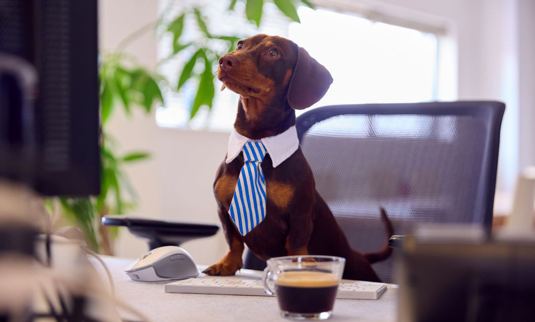 Fellby Kundenservice Hund mit Headset