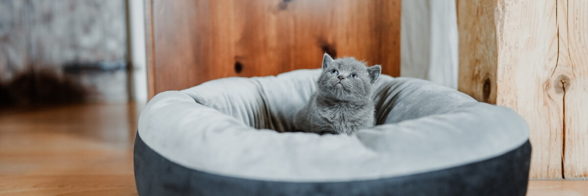 Katzenbett_Banner.jpg