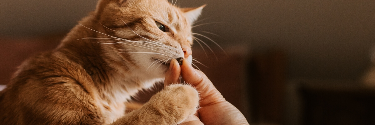 Katzenelckerlie_banner.jpg