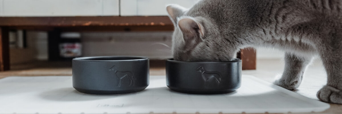 Katzennpfe_Banner.jpg