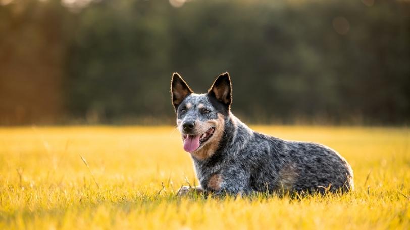 blueheeler_About2.jpg