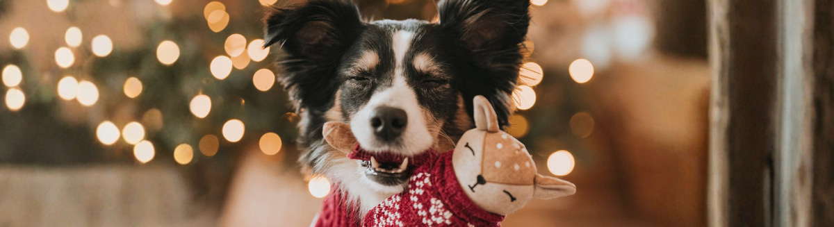 Weihnachtsgeschenke für Hunde – Fellby Geschenkideen