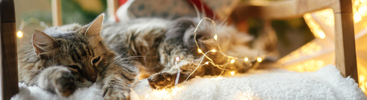 Weihnachtsgeschenke für Katzen – Fellby Geschenkideen