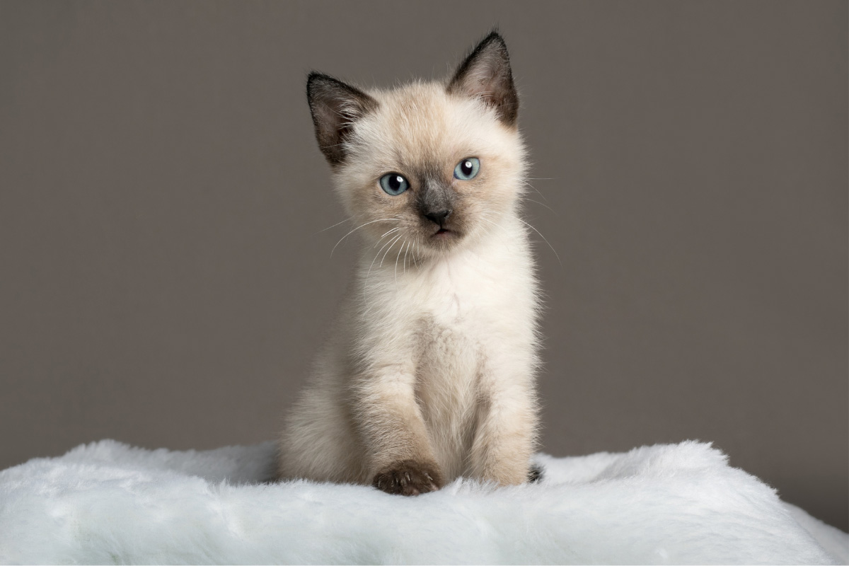 Kitten im neuen Zuhause mit Erstausstattung und Schlafplatz