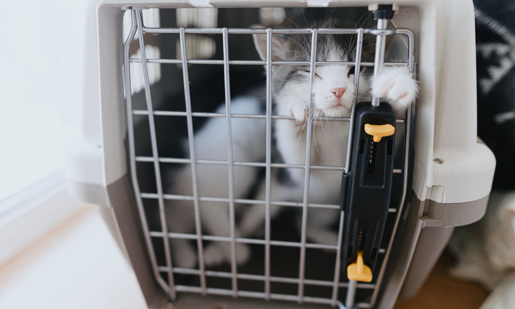 Transportbox für Kitten