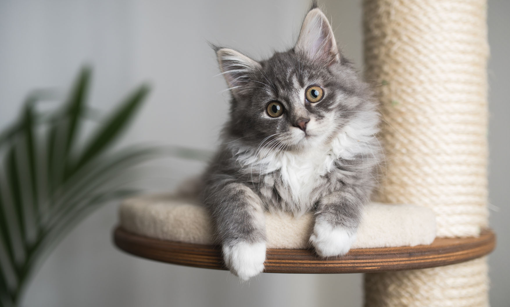 Kratzbaum für Kitten