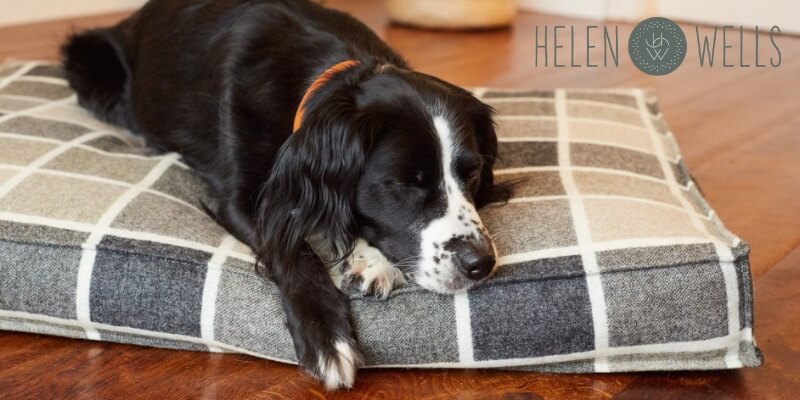 HelenWells_Hundebett_slider1.jpg