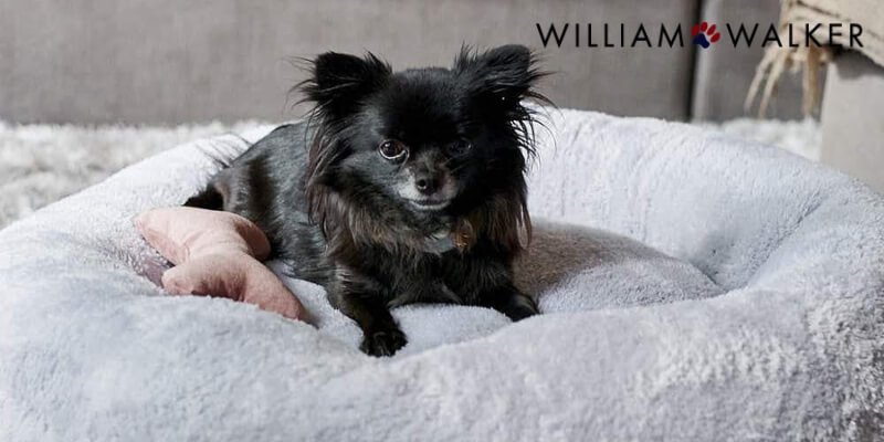 WilliamWalker_Hundebett_slider1.jpg