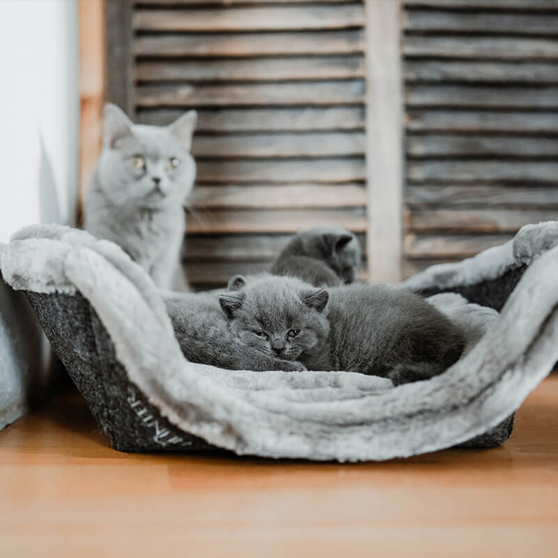 Alles fr deine Katze