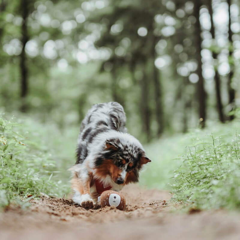 Alles fr Deinen Hund