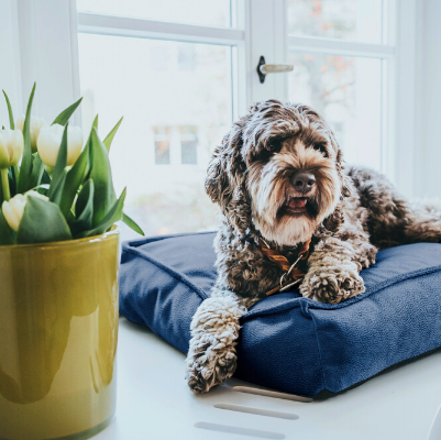 Orthopdische Hundebetten
