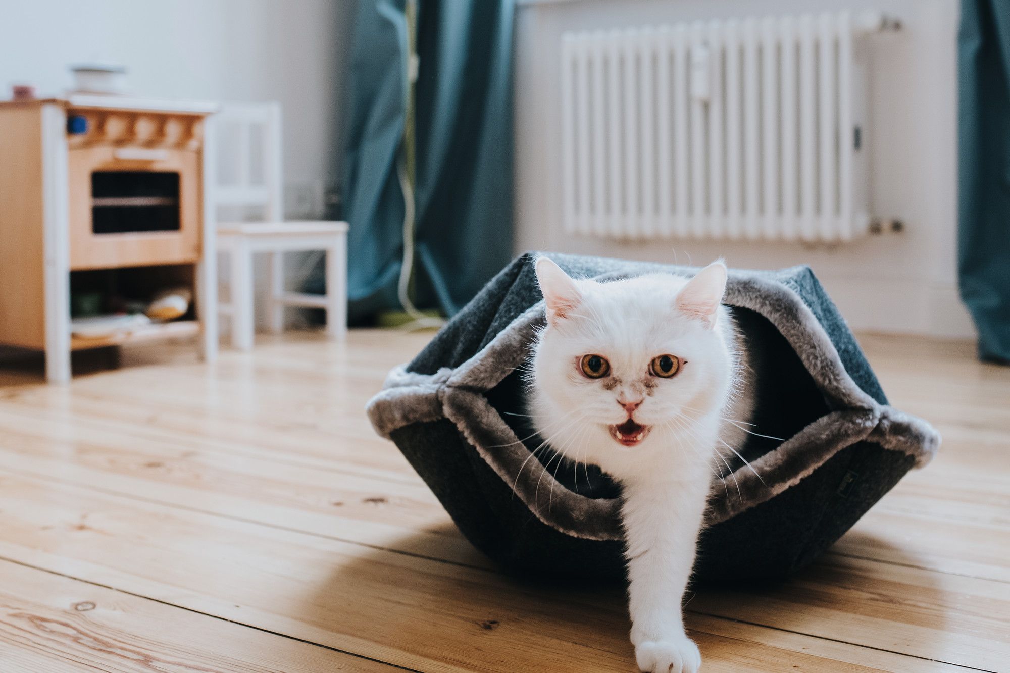 Katzen