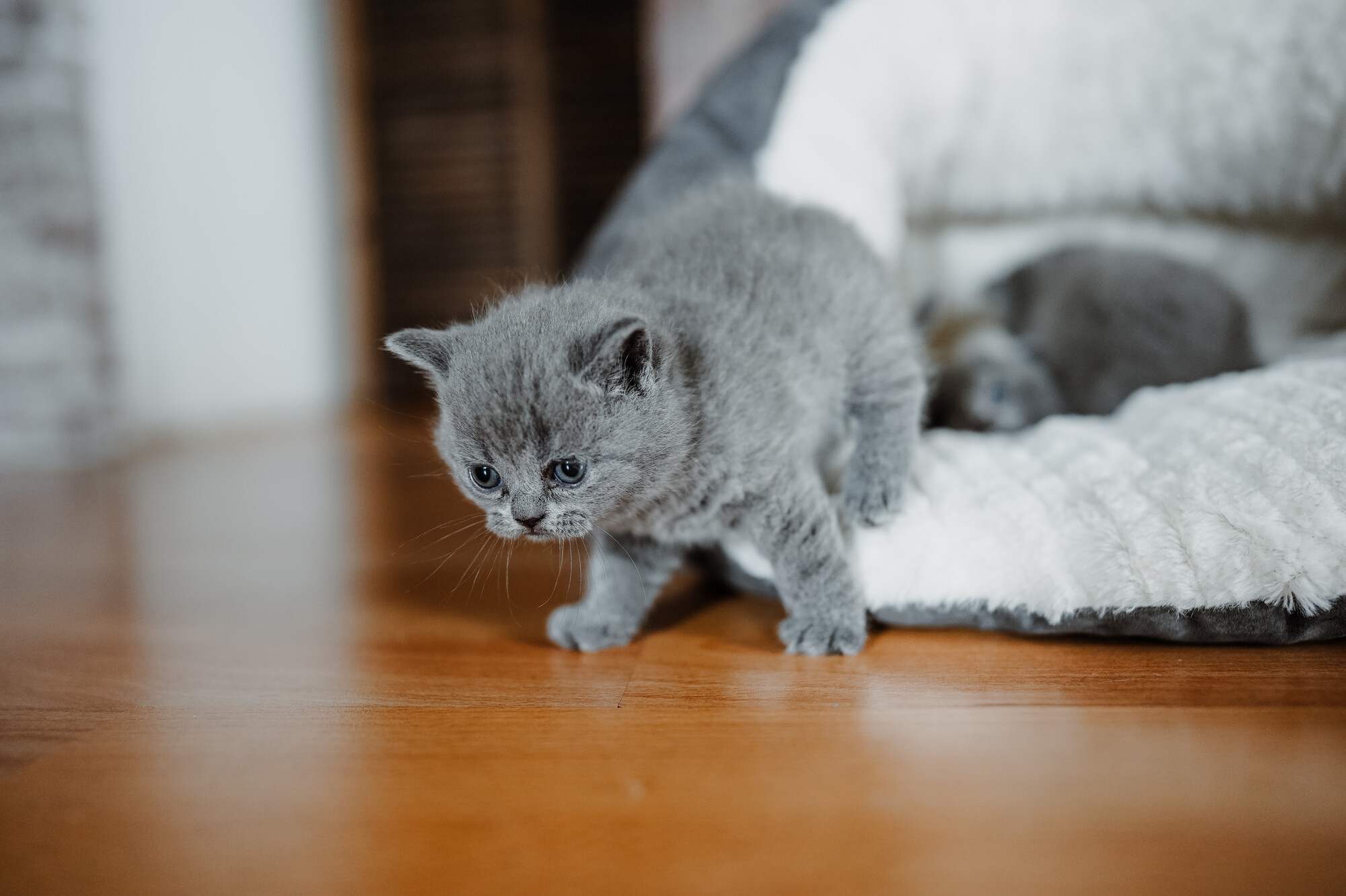 Katzen