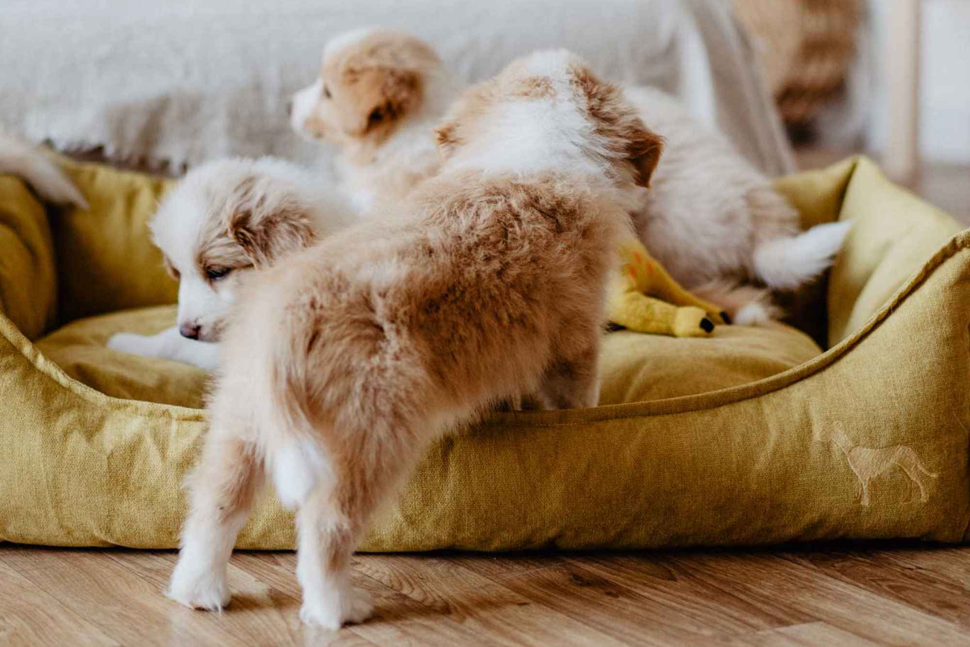 Hundebetten