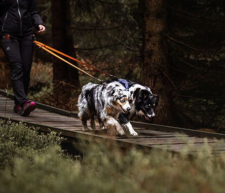 Wandern mit Hund