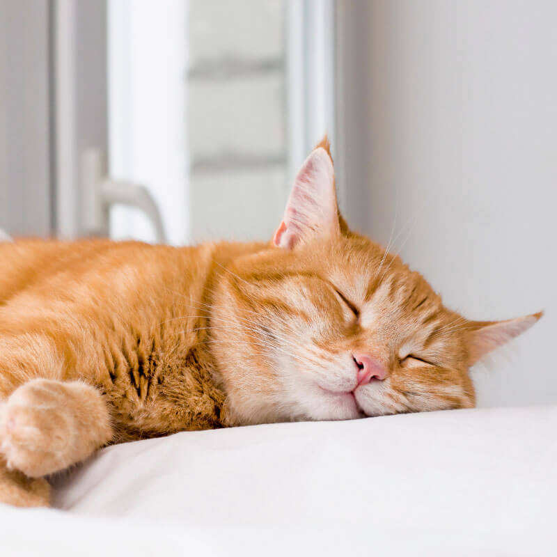 Alles fr deine Katze
