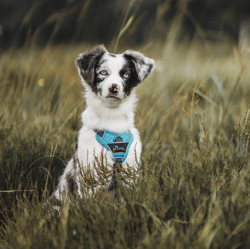 Alles fr Deinen Hund