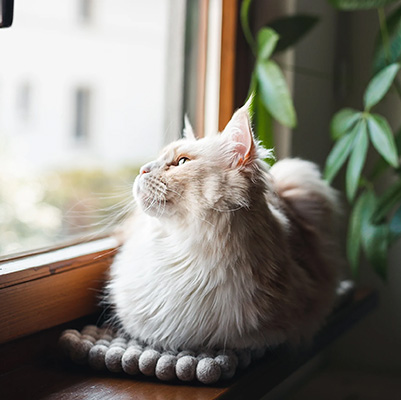 Catlabs