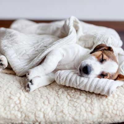 Hundedecken