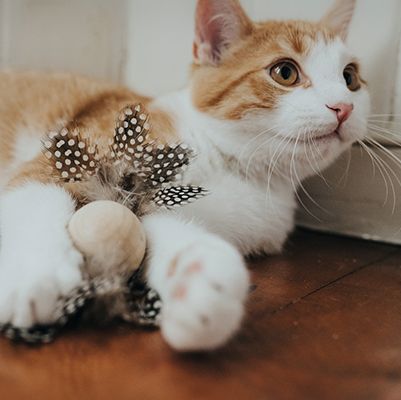 Hunter