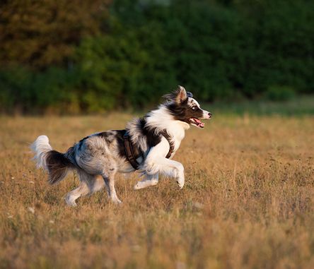 Diverses Hundezubehör, Hunter Divo XL Halsband, Geschirr, Kong… in Münster  (Westfalen) - Kinderhaus