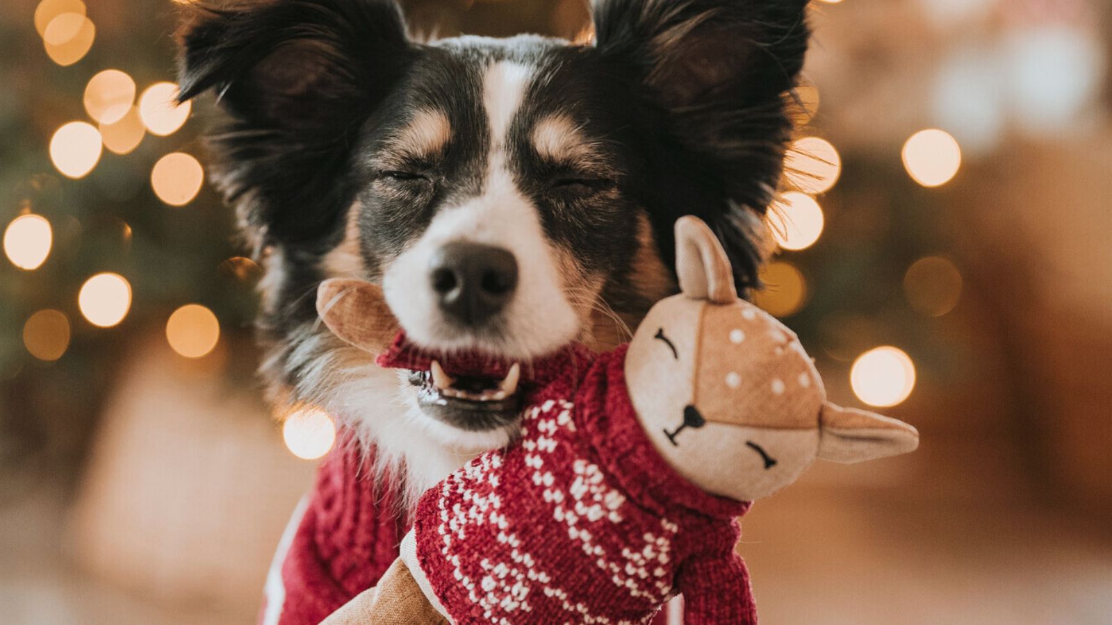 Weihnachtsgeschenke für Hunde – Fellby Geschenkideen