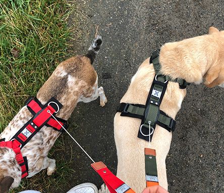 Diverses Hundezubehör, Hunter Divo XL Halsband, Geschirr, Kong… in Münster  (Westfalen) - Kinderhaus