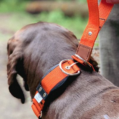 34 Hundehalsband-Ideen  hundehalsband, halsband, hunde