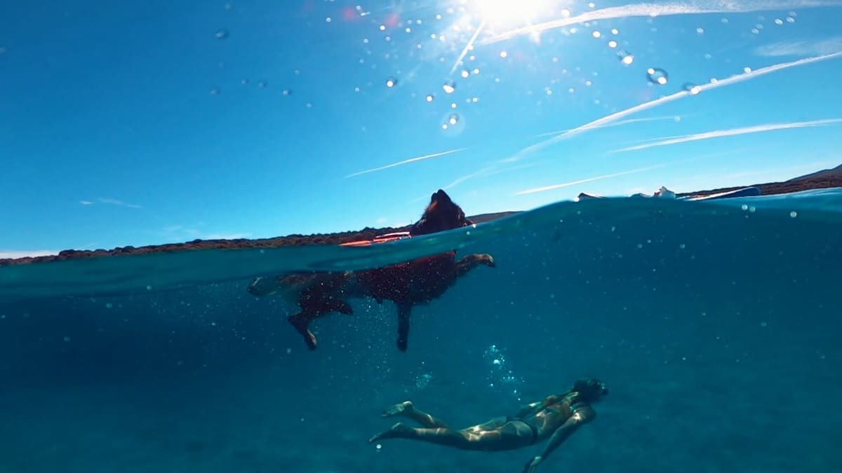 Hund-mit-Besitzer-am-Schwimmen.jpeg