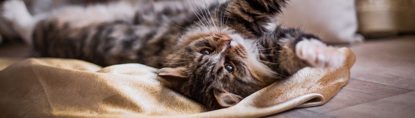 Geschenkset für Katzenbesitzer