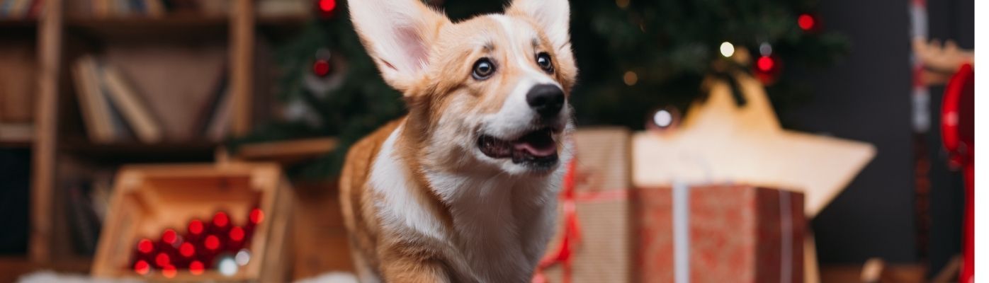 Geschenkset für Hundebesitzer