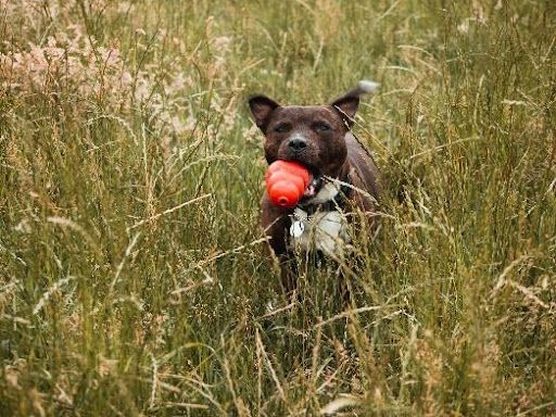 Abkühlung für Hunde