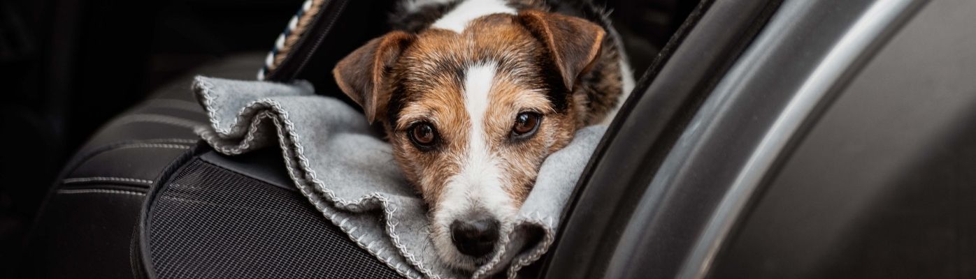 Sichere Hundetransportbox fürs Auto 