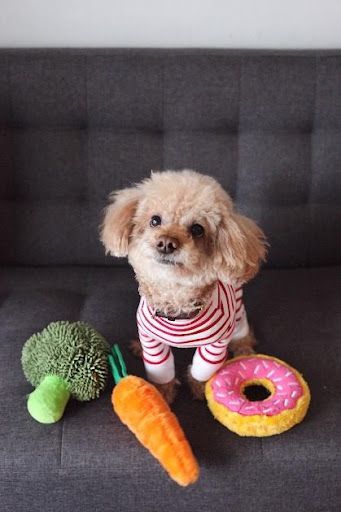 Kleiner Hund mit Hundespielzeug in Brokkoli-, Möhren- und Donut-Form