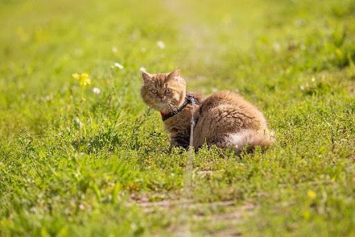 Katze an einer Leine