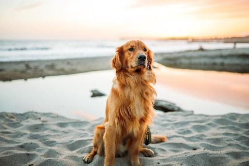 Golden Retriever am Strand