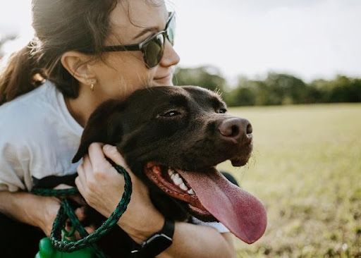 Glücklicher Hund im Arm einer Frau