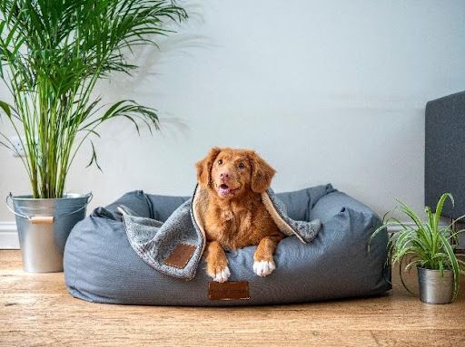 Hund im Hundekorb unter einer Decke