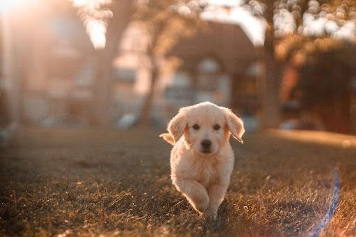 Golden Retriever Welpe im Sonnenuntergang auf einer Wiese