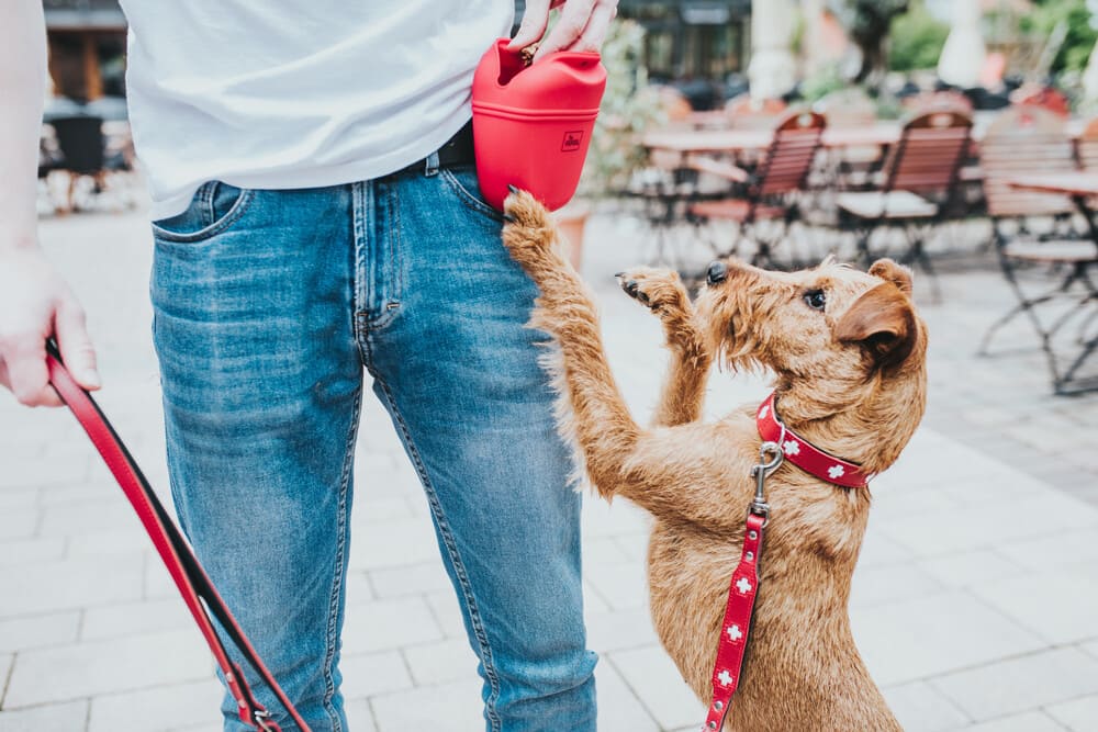 Hund bekommt Belohnung aus rotem Hunter Snackbeutel